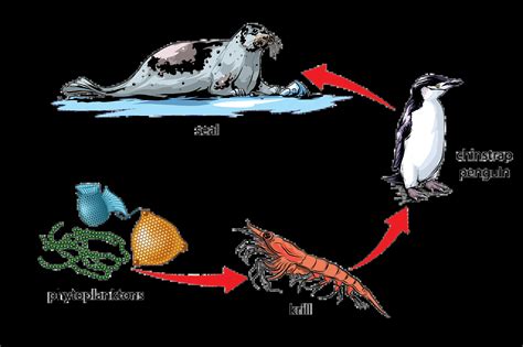 What Do Penguins Eat? - WorldAtlas