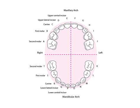 Image:Identifying the Deciduous Teeth-Merck Manual Professional Edition