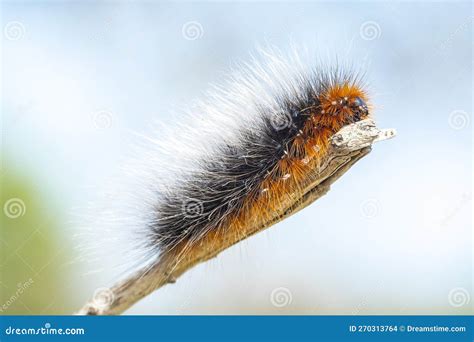 Closeup of a Garden Tiger Moth or Great Tiger Moth, Arctia Caja ...