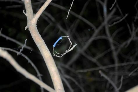 Gallery – Araneae of India