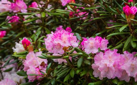 Download wallpaper 3840x2400 rhododendron, flowers, petals, pink 4k ...