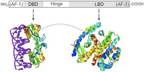 Marine Invertebrate Xenobiotic-Activated Nuclear Receptors: Their ...