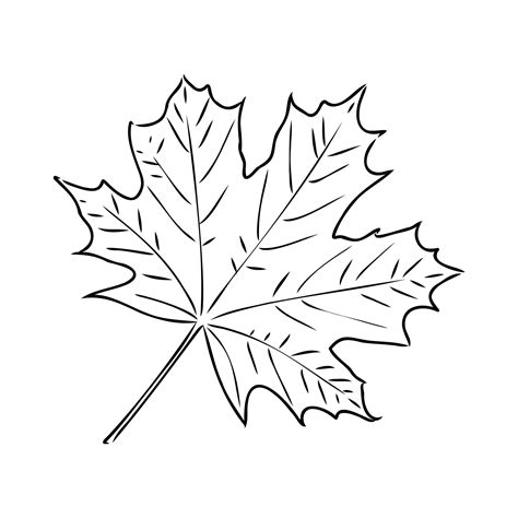 Maple Leaves Clip Art | Leaf Coloring Page, Maple Leaf Images, Art ...