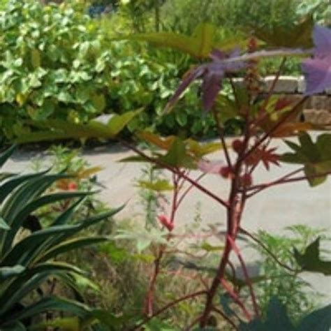 Latin American Ethnobotanical Garden, athens, United States Of America ...