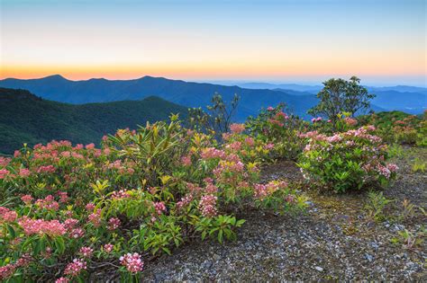 Mountain Laurel: How to Plant, Grow, and Care Almanac.com