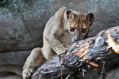 The Fossa: Madagascar’s Apex Predator in a Cute Package – New and Tips