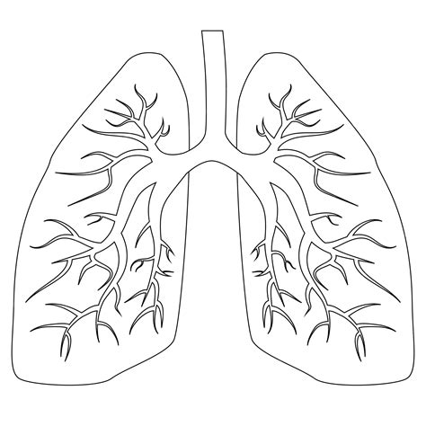 Drawings Of The Lungs