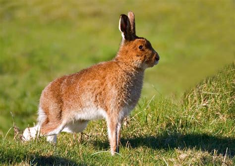 Irish Wildlife Photography: Irish Hare