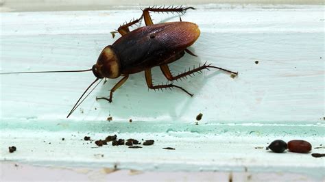 7 telltale signs of roaches in your home
