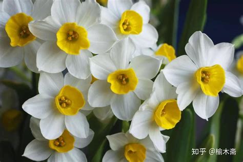 水仙花的花语_水仙花的寓意和象征是什么_学习力