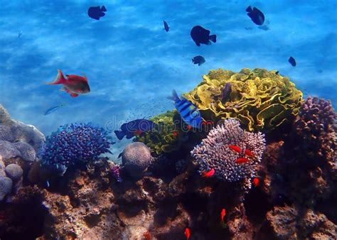 Red Sea 的图像结果