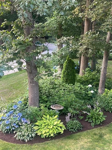 What To Put Around Trees In Yard at Lilian Kerry blog
