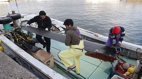 Image result for 5 bodies found in wreck of Osprey
