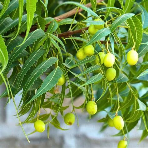 Plants Native to Indian subcontinent – Lalit Enterprise