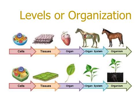 Levels of Organization.pptx