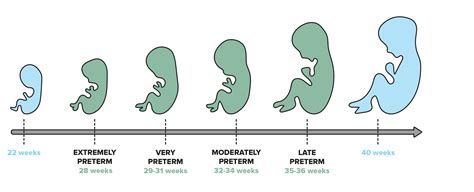 What is Premature Birth? | PortalCLÍNIC