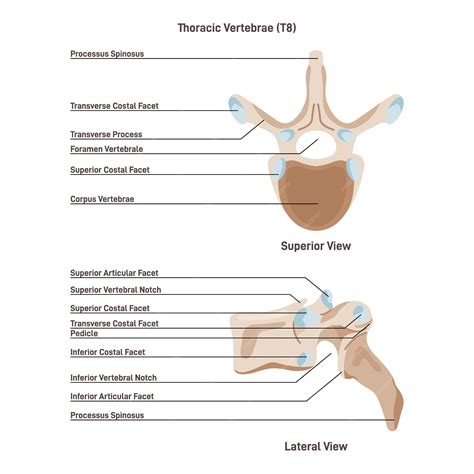 Thoracic Vertebrae
