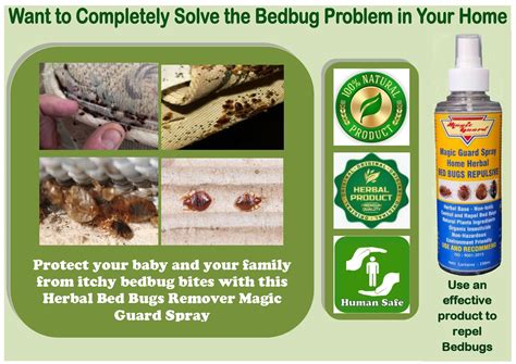 Bed Bugs Bites Treatment Home Remedy Bedbugs Bites: What They Look