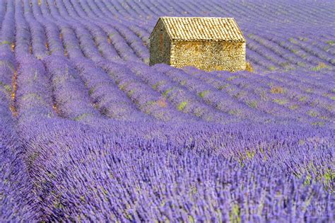 Lavender Fields