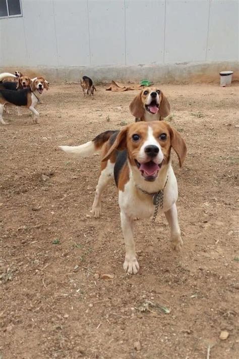 42 Beagles Were Rescued From An Animal Testing Lab And They Are The ...