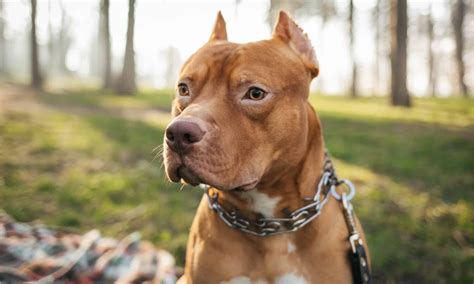 Pocket Pit Bull vs Pit Bull - A-Z Animals