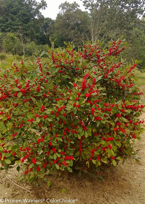 Little Goblin® Red - Winterberry Holly - Ilex verticillata | Proven Winners