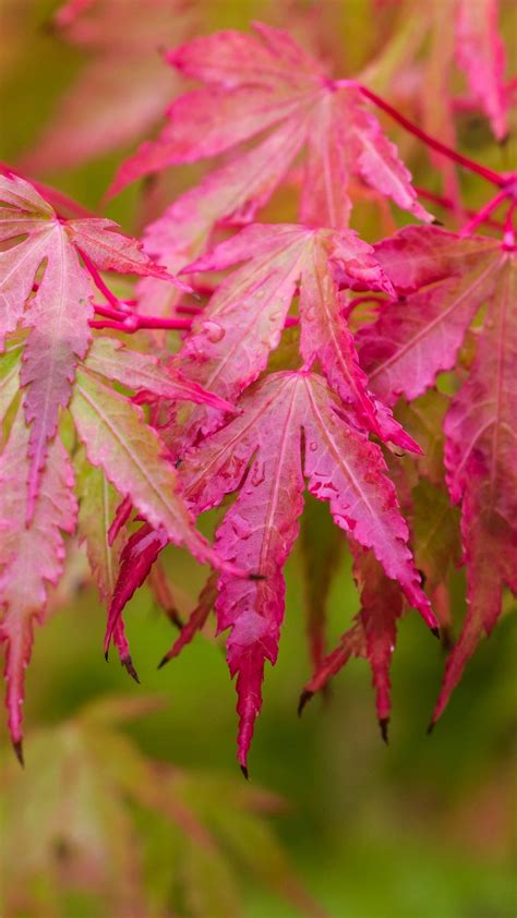 Download wallpaper 1350x2400 japanese maple, leaves, autumn, macro, red ...