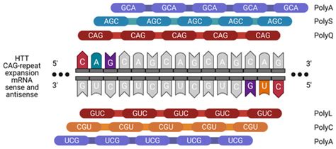 Huntingtin and Its Role in Mechanisms of RNA-Mediated Toxicity