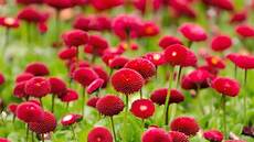 Stunning Hd Flower Photo by Beautiful Flowers 4 U Hd 720p 1080p Stunning Hd Flower Photo