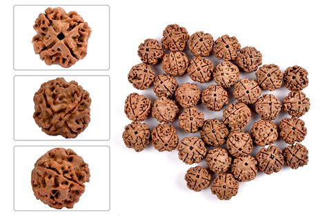 Four Mukhi from Nepal - Rudra Centre