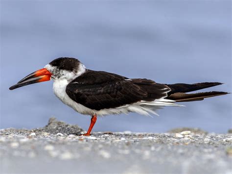 Black Skimmer - eBird