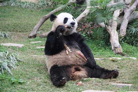 大熊猫“健健”“康康”4岁生日 – 澳门特别行政区政府入口网站