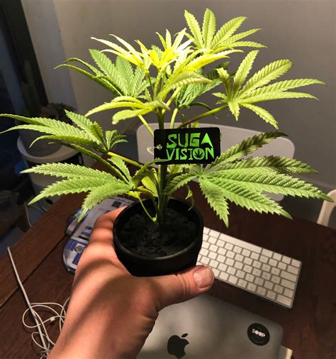 Sugacute 25cm/10inch Artificial Marijuana Faux Cannabis Hemp Replica ...