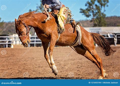 Bucking Bronco Horse at Country Rodeo Editorial Stock Image - Image of equine, bronco: 121693194