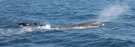 Was für ein Pottwal Tag!