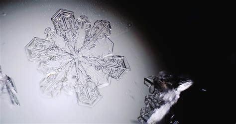 Snowflakes Under Microscope