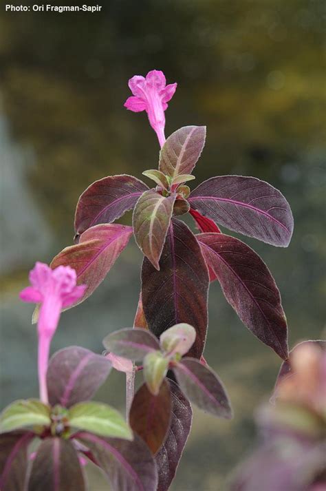 Ruellia makoyana - רואליית מקוי, Monkey Plant | The Jerusalem Botanical ...