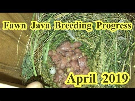 Image result for Fawn Java Sparrow