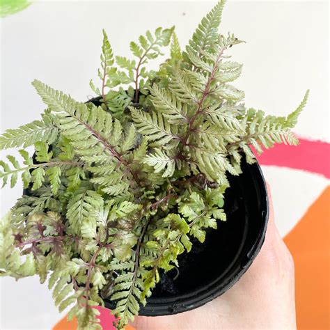 Japanese Painted Fern - Athyrium niponicum metallicum - British Grown ...