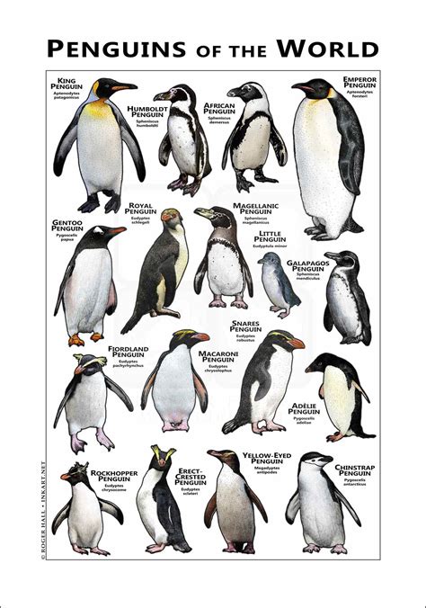 Penguin Species Names WWF UK On X: "For #WorldPenguinDay, We