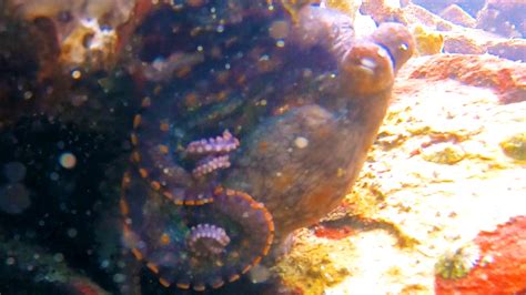 California Two Spot Octopus Encounters — OceanEarthGreen