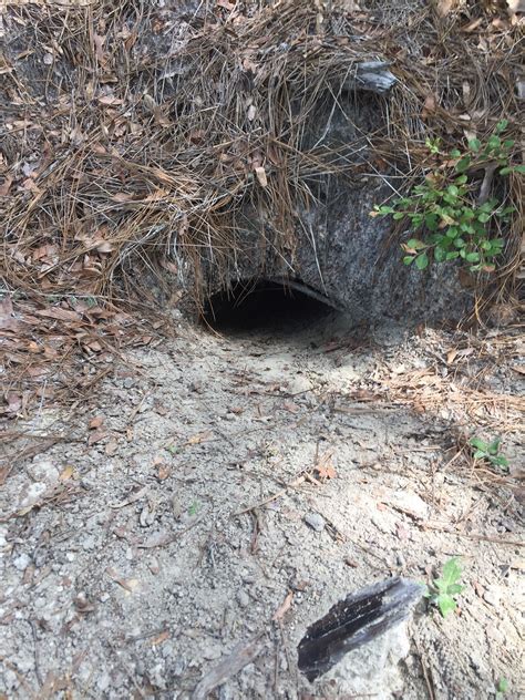 Image result for Using Camera to Explore Gopher Tortoise Burrow