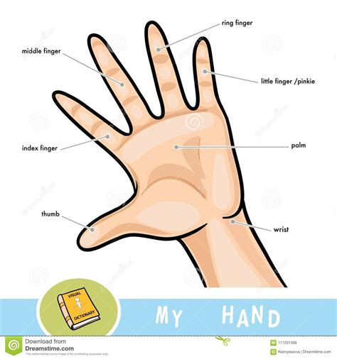 Fingers Names Stock Illustrations – 35 Fingers Names Stock ...