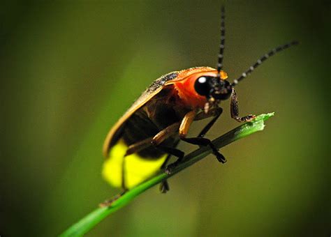 Firefly.org | Firefly & Lightning Bug Facts, Pictures, Information ...