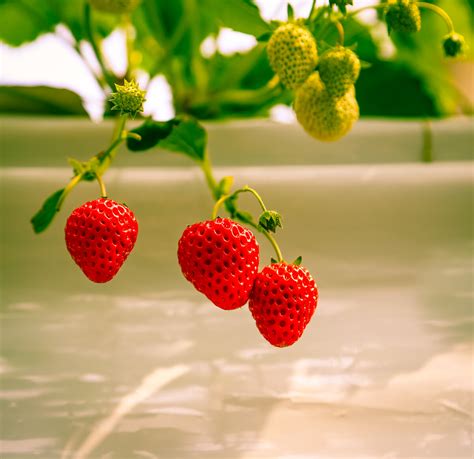 如何才能把自家草莓卖好，你需要这些走心文案|草莓_新浪新闻