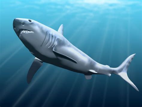 Megalodon - Wikipedia