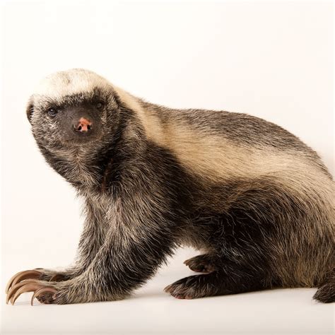 Honey Badger Facts