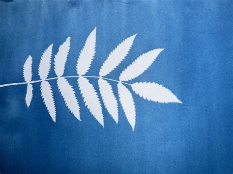 Cyanotype Blues – The history and process of making Cyanotypes, 60 High ...