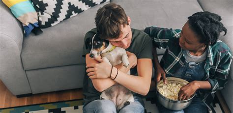 Terra Vista Animal Hospital - United Veterinary Care