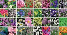 fiori perenni per aiuole piante perenni 32 variet 224 per bordura giardino balcone fiori perenni per aiuole piante perenni 32 variet 224 per bordura giardino balcone